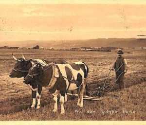 ac9648 - DENMARK - VINTAGE POSTCARD - ETHNIC - 1911