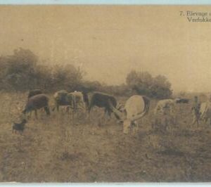 83899 - CONGO BELGE - Postal History -  PICTURE Stationery Card : DOG cattle