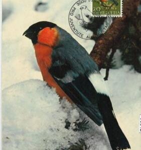 63812 - SWITZERLAND - POSTAL HISTORY: MAXIMUM CARD 1968 -  birds  PRO JUVENTUTE