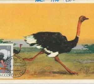 63675 -  RUSSIA USSR - POSTAL HISTORY: MAXIMUM CARD 1970 - BIRDS ostrich