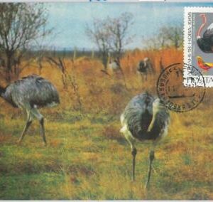 63667 -  RUSSIA USSR - POSTAL HISTORY: MAXIMUM CARD 1968 - BIRDS ostrich