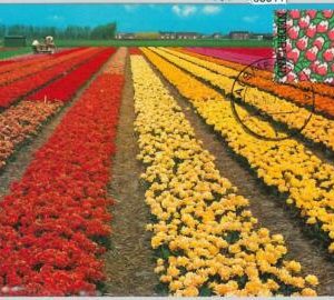 63611  -  NETHERLANDS - POSTAL HISTORY: MAXIMUM CARD 1975 -  FLOWERS