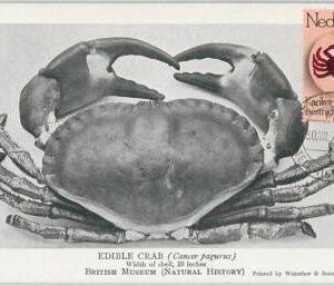 63609  -  NETHERLANDS - POSTAL HISTORY: MAXIMUM CARD 1974 -  CRAB Marine Animals