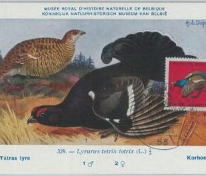 81303 - GERMANY DDR  - Postal History - FDC MAXIMUM CARD -   1965  Birds