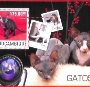 A4228 -MOZAMBIQUE - ERROR MISPERF Souvenir sheet: 2014 Cats, Sphynx, Photography