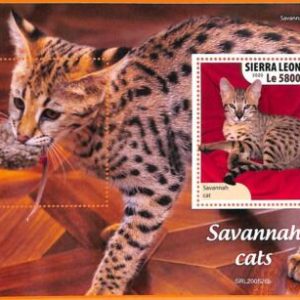 A6778 - SIERRA LEONE, Error, 2020, MISSPERF SOUVENIR SHEET: Cats, Savannah cat