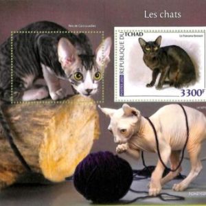 A8734 - TCHAD - ERROR MISPERF Stamp Sheet - 2021 CATS ANIMALS