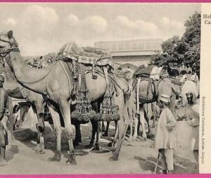 ag3806  - INDIA - VINTAGE POSTCARD - Jaupur, Maharaja's best Camel