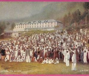 ag3659 - INDIA - VINTAGE POSTCARD - Ceylonn Tea Estate