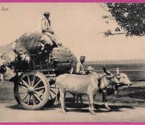 ag3757  - INDIA - VINTAGE POSTCARD  - Cottonn cart