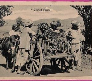 ag3766  - INDIA - VINTAGE POSTCARD  - Ethnic, Gunting cheeta