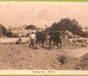 ac9343 - MALTA - VINTAGE POSTCARD - Ethnic - 1919