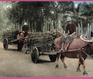 ag3627 - Philippines - VINTAGE POSTCARD - ETHNIC