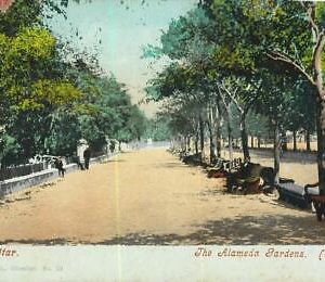 92343 - GIBRALTAR - VINTAGE   POSTCARD -  ALAMEDA GARDENS  1909