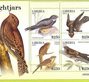 B0528 - LIBERIA - ERROR MISPERF Stamp Sheet - 2022 - BIRDS, Nightjars