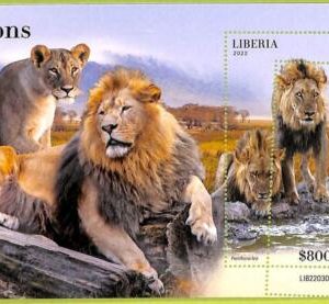 B0512 - LIBERIA - ERROR MISPERF Stamp Sheet - 2022 - Animals, Lions