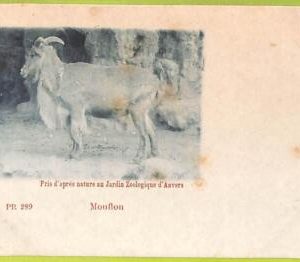 af4446 - BELGIUM Belgique - Carte Postal Ancienne VINTAGE  POSTCARD -Anvers
