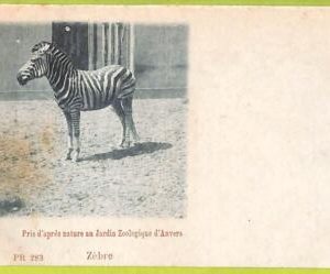 af4444 - BELGIUM Belgique - Carte Postal Ancienne VINTAGE  POSTCARD -Anvers