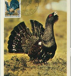 63363 - FRANZÖSISCH ANDORRA - POSTGESCHICHTE: MAXIMUM KARTE - VÖGEL 1971