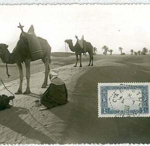 38757 - Algerien - POSTGESCHICHTE - MAXIMUM KARTE 1939: KAMELE & PALMEN