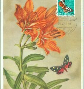 67475 - SCHWEIZ - Postgeschichte - Maximum CARD 1955 - Pro Juventute