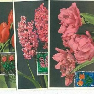 12305 - LUXEMBURG - POSTGESCHICHTE - Set mit 3 MAXIMUM KARTE 1955 Blumen
