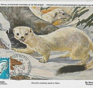 32132 - SWIZZERLAND  - POSTAL HISTORY - MAXIMUM CARD -  FAUNA ANIMALS  Otters, W