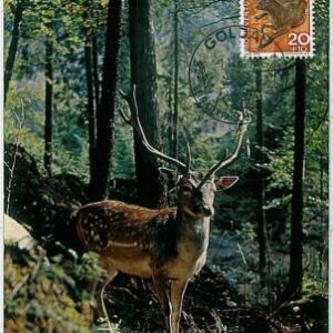 32195 - SWIZZERLAND  - POSTAL HISTORY - MAXIMUM CARD - FAUNA Deers  ANIMALS 1965
