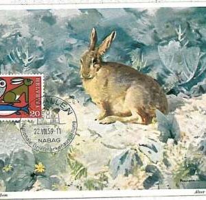 32208 - SWIZZERLAND  - POSTAL HISTORY - MAXIMUM CARD -  FAUNA  Hares, BIRDS OWL