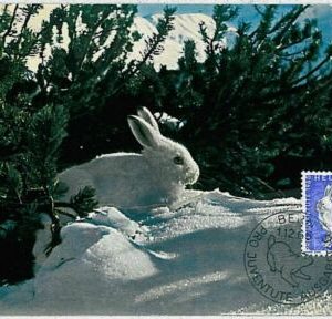 32209 - SWIZZERLAND - POSTAL HISTORY - MAXIMUM CARD - FAUNA  Hares, White Rabits
