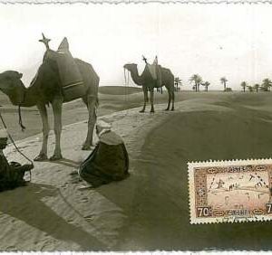 38755 - Algerien - POSTGESCHICHTE - MAXIMUM KARTE 1939: KAMELE & PALMEN