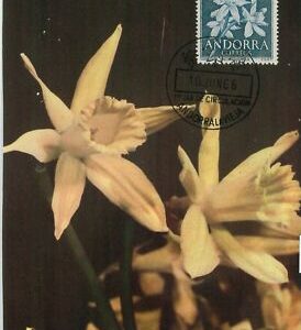 63358 - SPANISCH ANDORRA - POSTGESCHICHTE: MAXIMUM KARTE - BLUMEN 1966