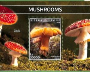 A2569 - SIERRA LEONE - ERROR: MISPERF, Souvenir sheet - 2019, Mushrooms