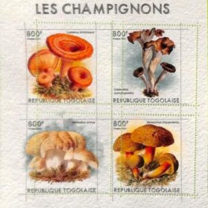 A8937 - TOGO - ERROR MISPERF Stamp Sheet - 2021  Plants,Mushrooms