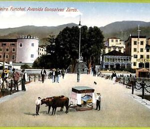 ad2431 - PORTUGAL - VINTAGE POSTCARD - Madeira