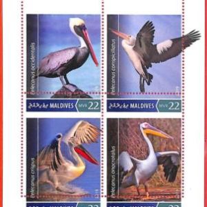 A4030 - MALDIVES - ERROR MISPERF, Miniature sheet: 2019, Pelicans, Birds
