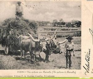 ad3648 - PORTUGAL - VINTAGE POSTCARD  - PORTO - 1903