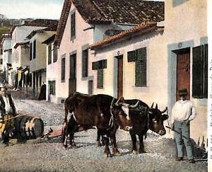 ad2441 - PORTUGAL - VINTAGE POSTCARD - Madeira