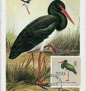 32867 - POLAND - POSTAL HISTORY - MAXIMU CARD 1961 - Fauna animals BIRDS