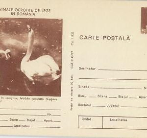 75723 - ROMANIA - POSTAL HISTORY -   STATIONERY  CARD -  Birds OWL  Swan