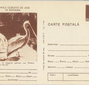 75728 - ROMANIA - POSTAL HISTORY -   STATIONERY  CARD - Birds OWL Pelican