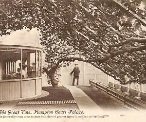 ac5425 - GB  -  VINTAGE POSTCARD: Hampton Court Palace