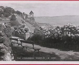 ai0380 -  GREAT BRITAIN - VINTAGE POSTCARD - Shanklin, The Hydrangeas