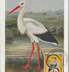 52631  - SOMALIA  - MAXIMUM CARD - ANIMALS Birds STORK  1959