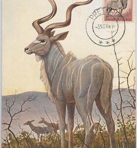52636 - SOUTH AFRICA  -  MAXIMUM CARD -  ANIMALS  Ram  1956