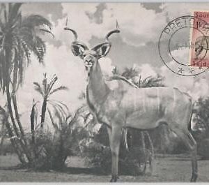 52637 - SOUTH AFRICA  -  MAXIMUM CARD -  ANIMALS  Ram  1956