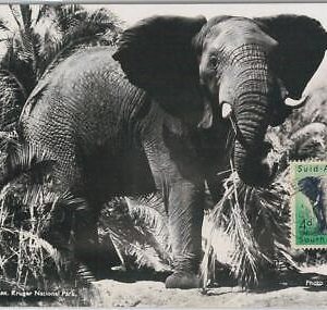 52640 - SOUTH AFRICA  -  MAXIMUM CARD -  ANIMALS  Elephant  1956