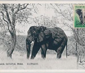 52641 - SOUTH AFRICA  -  MAXIMUM CARD -  ANIMALS  Elephant  1956