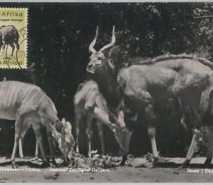 52642  - SOUTH AFRICA  -  MAXIMUM CARD -  ANIMALS  Ram  1956