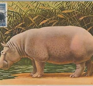 52643  - SOUTH AFRICA  -  MAXIMUM CARD -  ANIMALS  Hippopotamus 1956